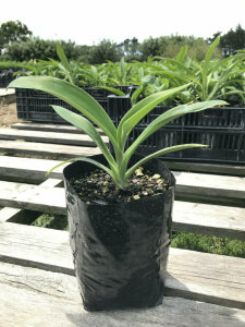 Rengarenga Lily 100 Plants